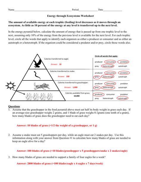 energy flow in ecosystems worksheet answer key